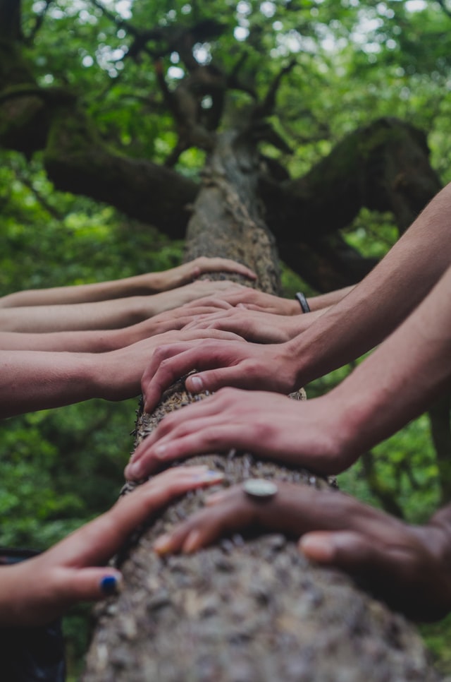 Image of hands on a tree trunck